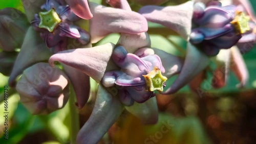 widuri flowers photo