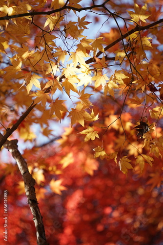 I took a picture of the autumn foliage in Gyeongju, Korea.