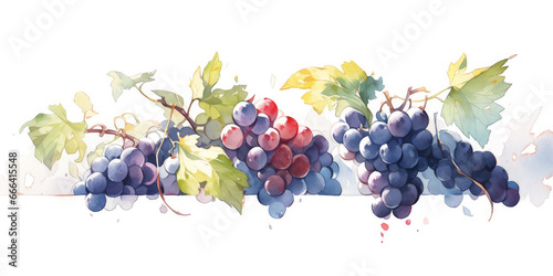 bunch of grapes isolated on white background.