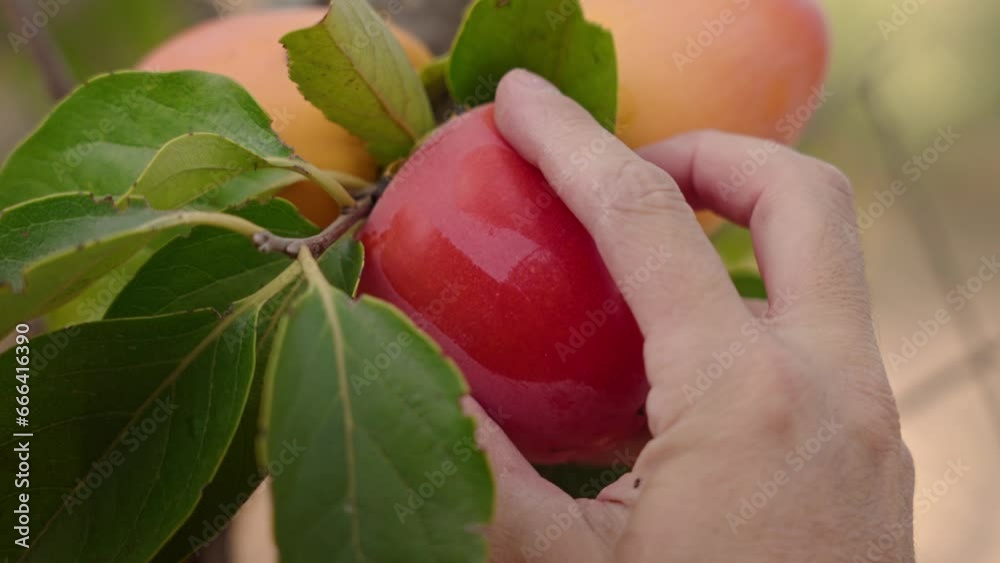 Harvesting persimmon fruit with han
