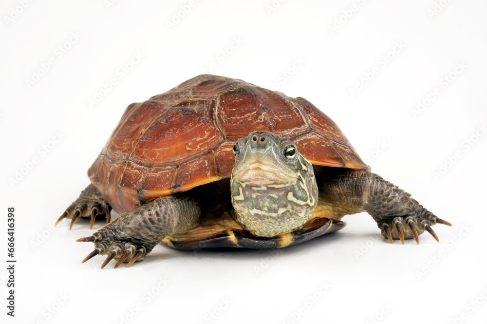 Obraz premium Chinese pond turtle // Chinesische Dreikielschildkröte (Mauremys reevesii)