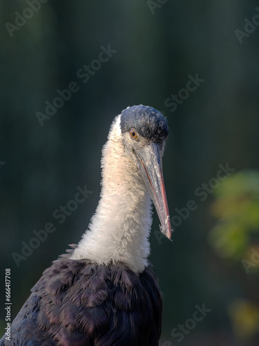 Portrait of a Woolly-necked Stork, Ciconia episcopus microscelis, with remnants of feathers on its beak photo