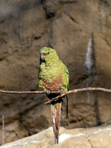 The rare Cordilleran parakeet, Psittacara frontatus, sits on a dry branch and cleans its beak. photo