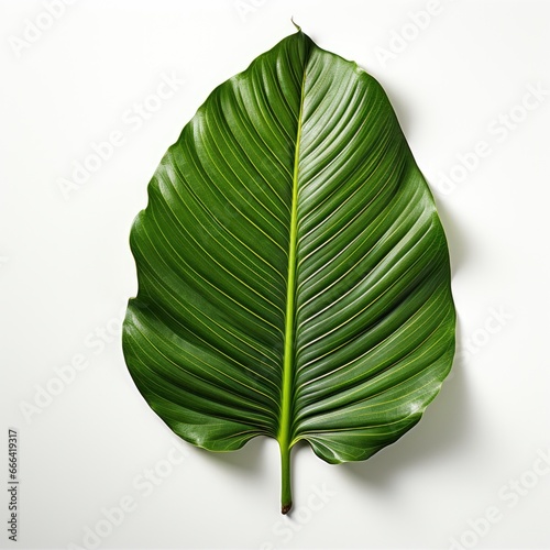 Banana Leaf White Background  Hd  On White Background