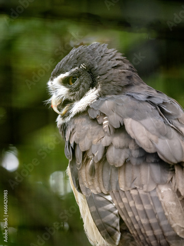 A Spectacled Neotropical owl, Pulsatrix perspicillata, sits on a bush and observes the surroundings photo