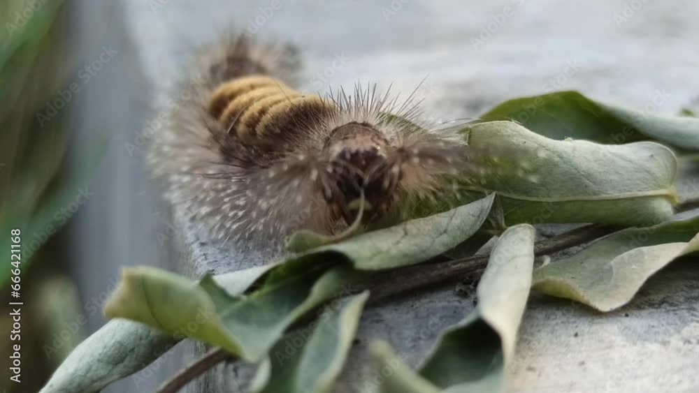caterpillars with terrible fur caterpillars with terrible fur