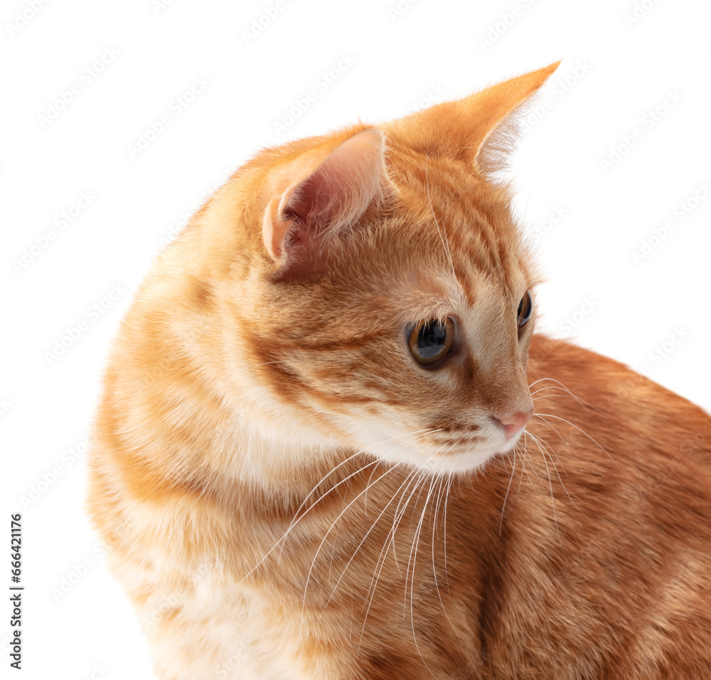 Red Cat isolated on white background