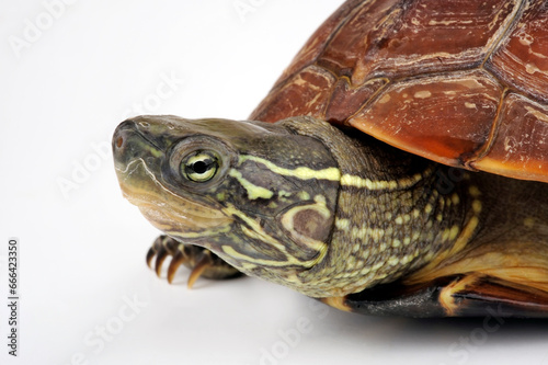 Chinesische Dreikielschildkröte // Chinese pond turtle (Mauremys reevesii)