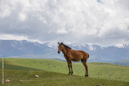 horse in the mountains