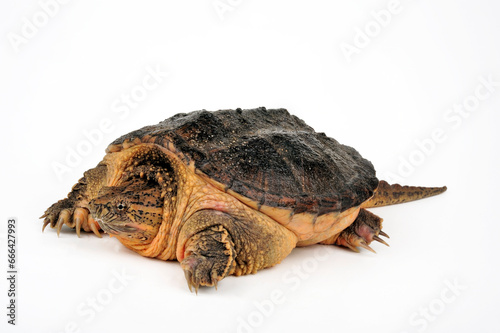 Common snapping turtle // Schnappschildkröte (Chelydra serpentina)