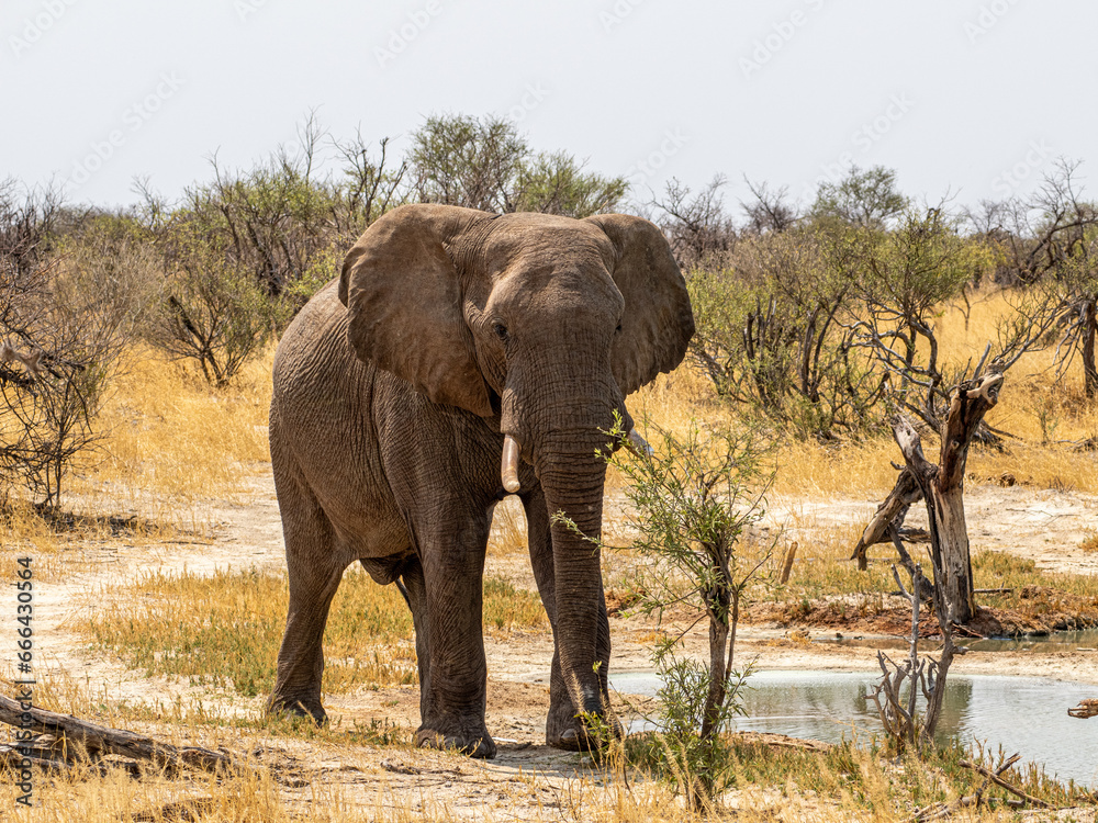 Fototapeta premium Elefant
