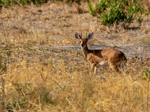 Antilope