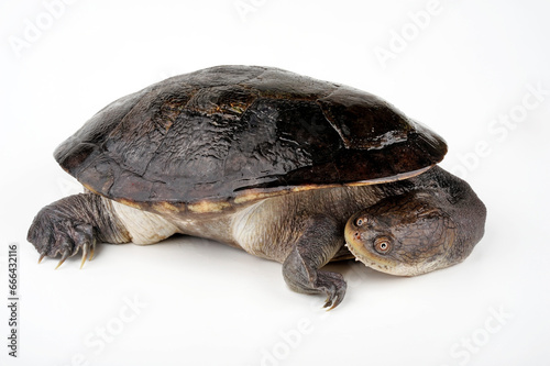 Northern snake-necked turtle // Siebenrock-Schlangenhalsschildkröte (Chelodina siebenrocki / Chelodina rugosa) 
