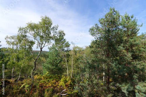 Fototapeta Naklejka Na Ścianę i Meble -  Point of view in the Apremont gorges. Fontainebleau forest