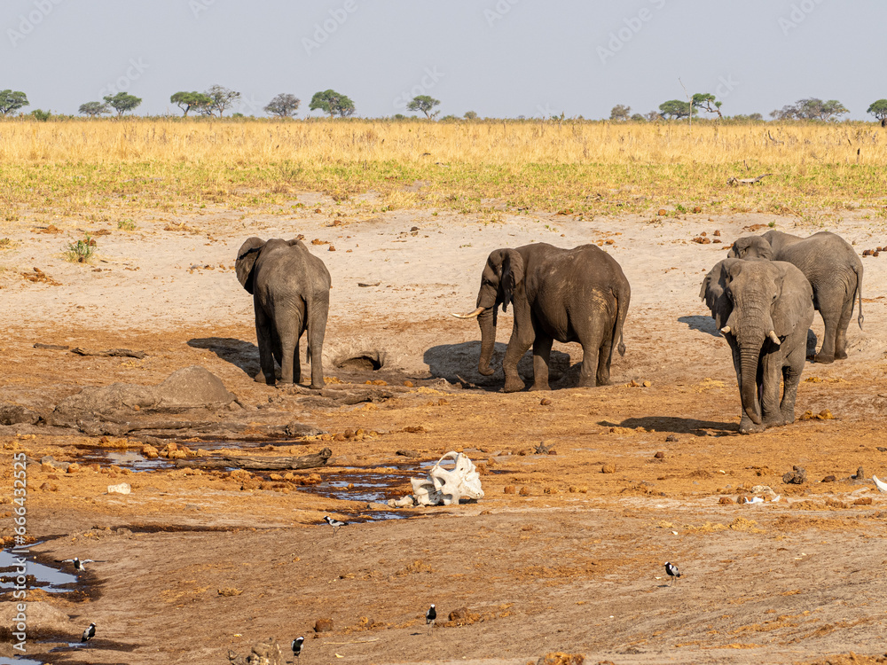 Obraz premium Elefant