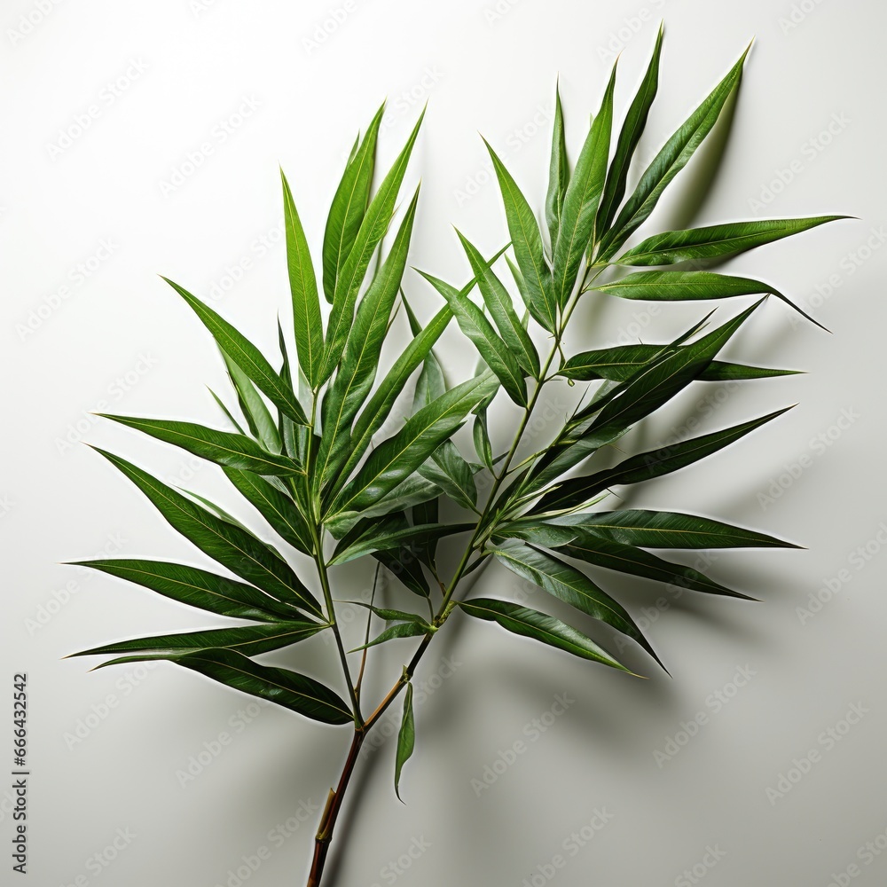 Long Twigs Tropical Plant ,Hd, On White Background