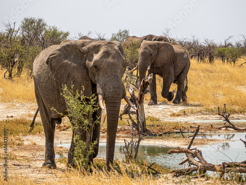 Elefant photo