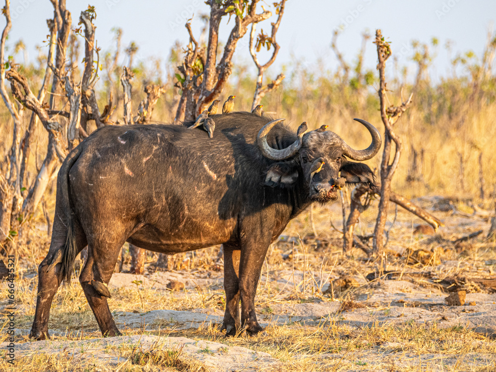 Obraz premium Büffel