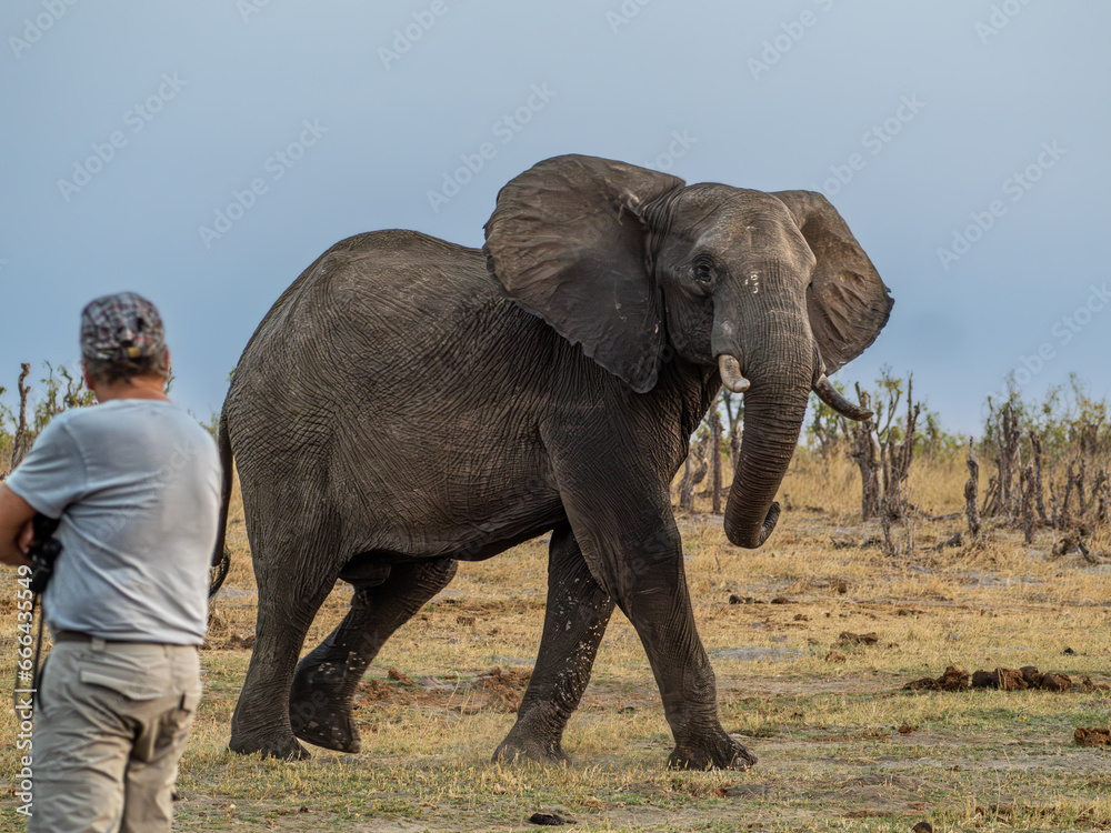 Fototapeta premium Elefant