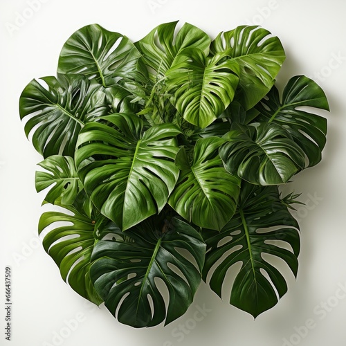 Tropical Jungle Monstera Leaves  Hd  On White Background