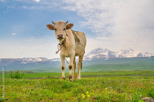 View of cattle grazing in countryside with mountain range in background, Aragatsotn province, Armenia. photo