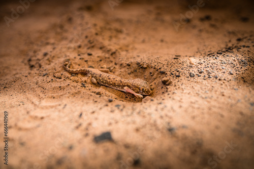 View of a small desert Gecko in the Sahara desert in Mauritania.