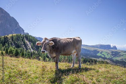 View of cattle grazing on Sciliar Rosengarten Nature Park on Alpe di Siusi (Seiser Alm) on the Dolomites mountains, Val Gardena, South Tyrol, Trentino, Italy. photo