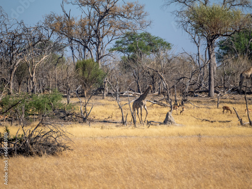 Botswana