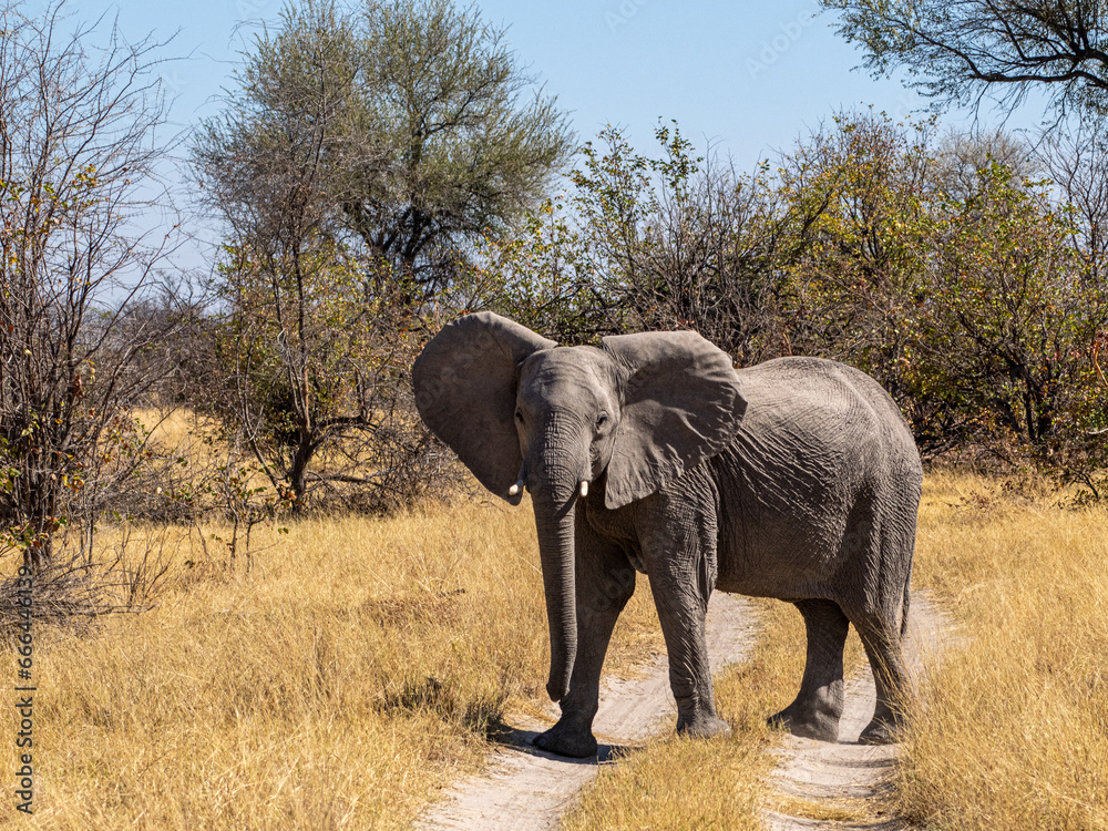 Fototapeta premium Elefant