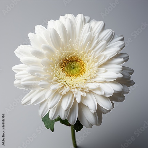 Beautiful Gerbera White, Hd , On White Background 