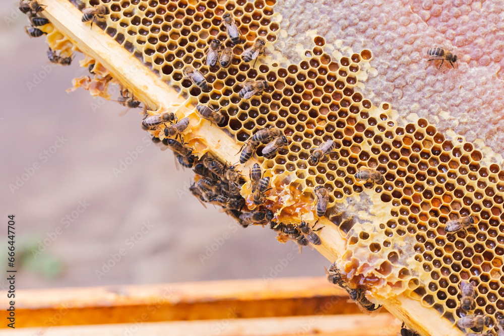 Honey bees with beeswax on honeycomb Honey bees with beeswax on honeycomb