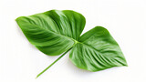 Green tropical leaf