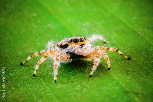 Macro shot of jumping spider on green leaf.