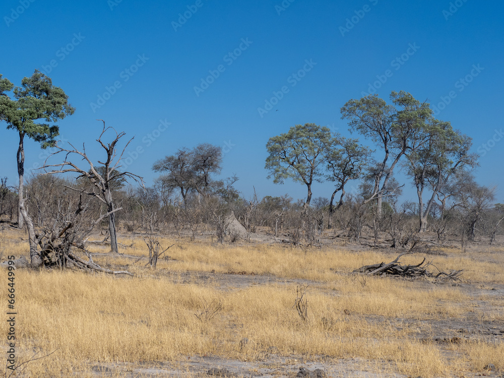 Obraz premium Botswana