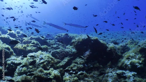 School of Barracuda fish in the Mediterranean sea (Sphyrena viridensis) Slow motion photo