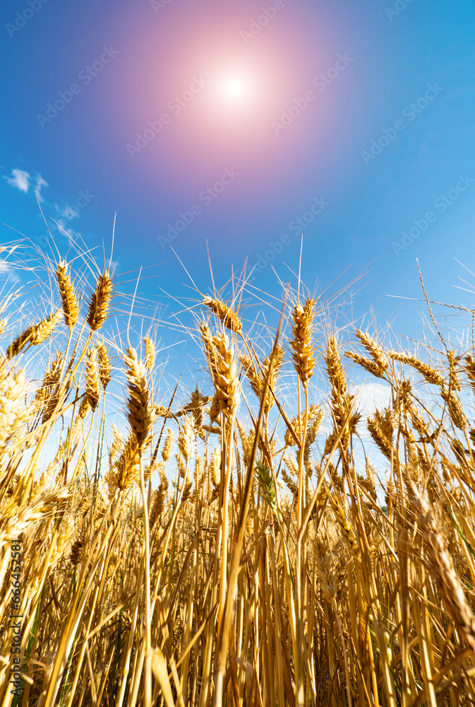  Glowing wheat field under sunny sky