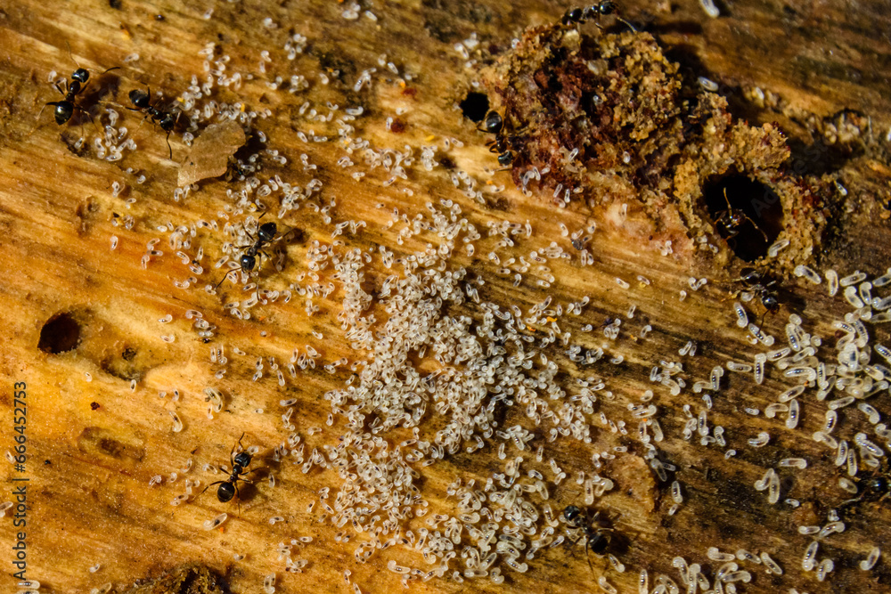 Colony of ants in the rotten stump