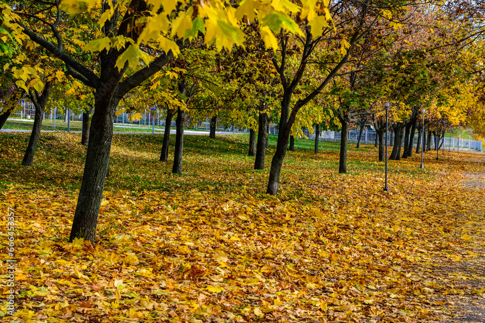 Naklejka premium Yellow fallen maple leaves in a park. Autumn landscape