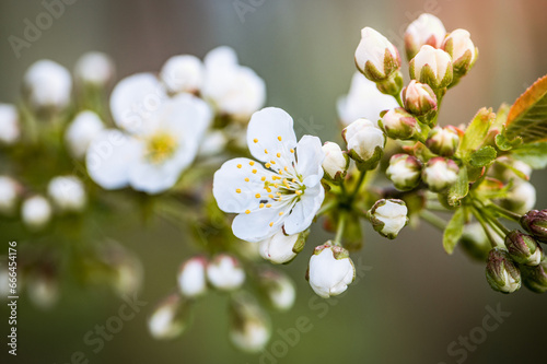 Sunset Serenade of Cherry Blossoms: Spring's Floral Dance © kovop58