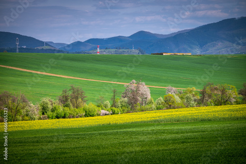 Spring's Bounty: Rapeseed and Wheat Fields Adorned with a Tapestry of Flowers in a Rural Agricultural Landscape