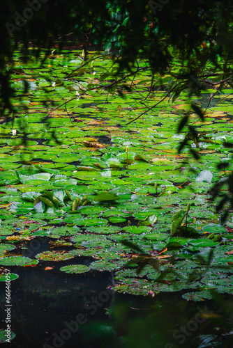 Singapore Botanical Gardens