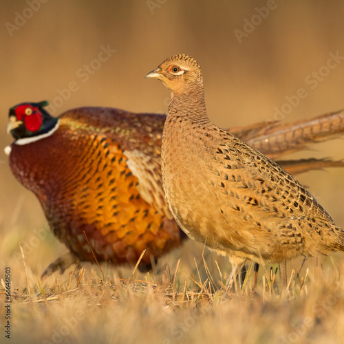 Common pheasant Phasianus colchius Ring-necked pheasant in natural habitat, grassland in early winter