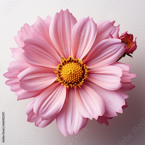 Pink Flower With Yellow Center  Hd   On White Background 