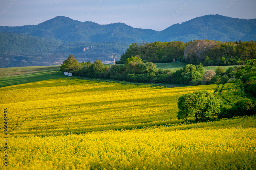 Fields of Blooming Flowers: A Rural Agricultural Landscape