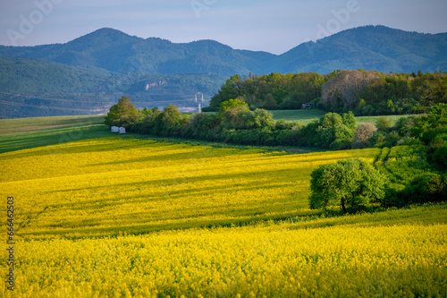 Fields of Blooming Flowers: A Rural Agricultural Landscape