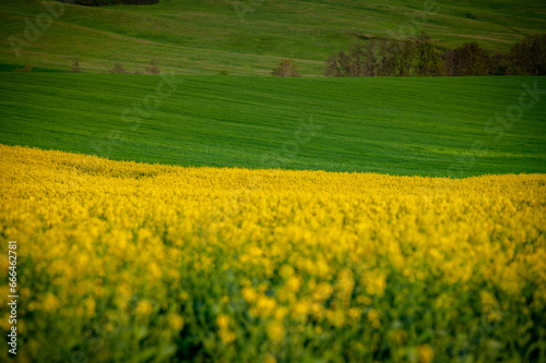 Nature's Palette: Rapeseed and Wheat Fields under a Spring Sky – Beautiful Agricultural Landscape