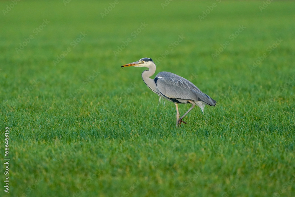 Beautiful gray heron bird walks in the grass with an insect in its beak. A natural background, grass.
