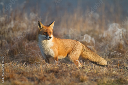 Red Fox Vulpes vulpes in natural habitat, Poland Europe, animal walking among meadow in amazing warm light 