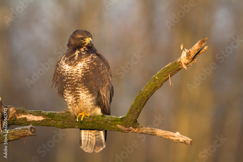 ommon buzzard Buteo buteo in the fields in winter snow, buzzards in natural habitat, hawk bird on the ground, predatory bird close up winter bird photo