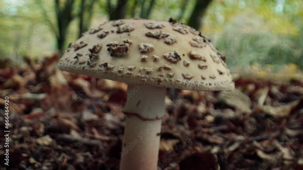 Little white Mushroom Under the tree of mountains nature Little white Mushroom Under the tree of mountains nature